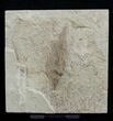 Detailed Fossil Sumac Leaf - Green River Formation #2118-1